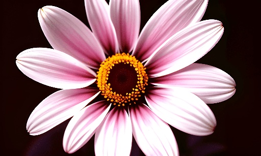 a pink flower with yellow center in a vase