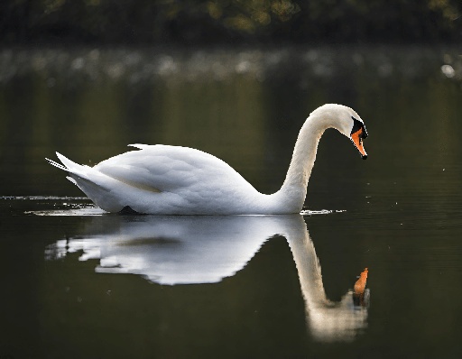 a white swan swimming in the water with its beak open